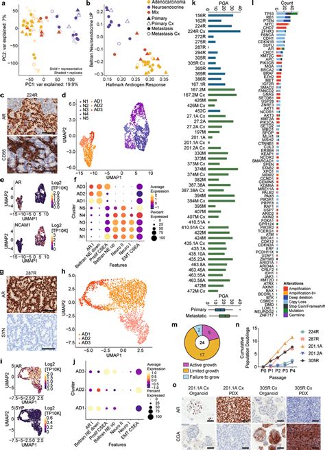 Phenotypic And Genomic Heterogeneity Within And Between Pdxs A B