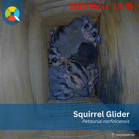 Home Sweet Hollow: Containers For Change funds new nest boxes