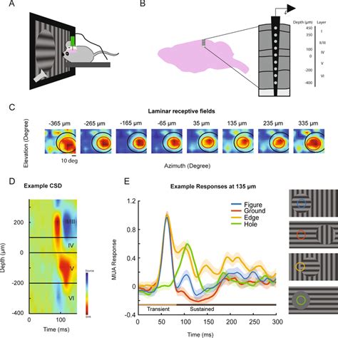 Electrophysiological Recordings A For The V Recordings The Mouses