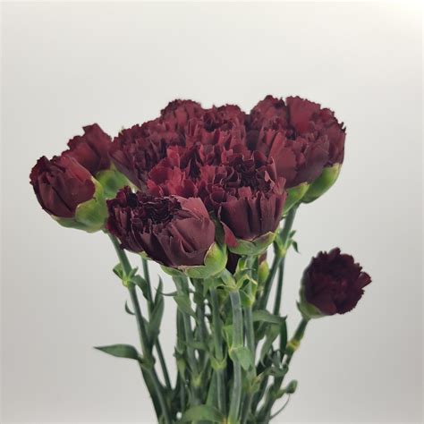 Carnations Imported Black Red My