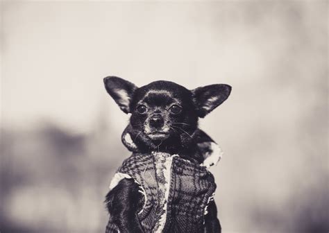 Black Chihuahua Puppy · Free Stock Photo