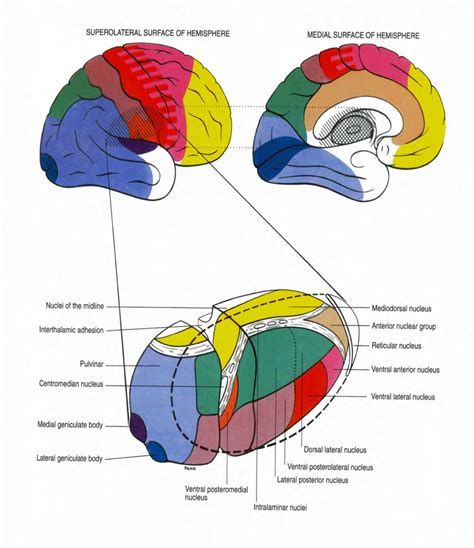 11.5-2 The main nuclear masses of the thalamus (viewed from the lateral... | Download Scientific ...