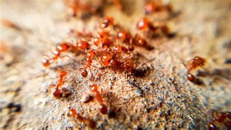 Fire Ant Bite Treatment - How To Treat A Painful Fire Ant Bite