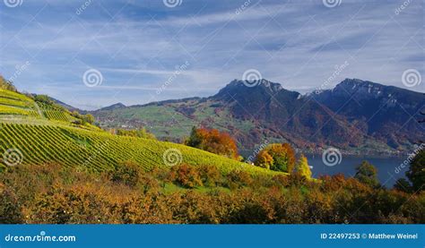 Spiez Vineyards, Switzerland Stock Image - Image of orchard, hillside: 22497253