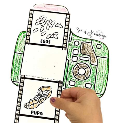 Life Cycle Wasp Printable Craft + 14 More Insect Templates