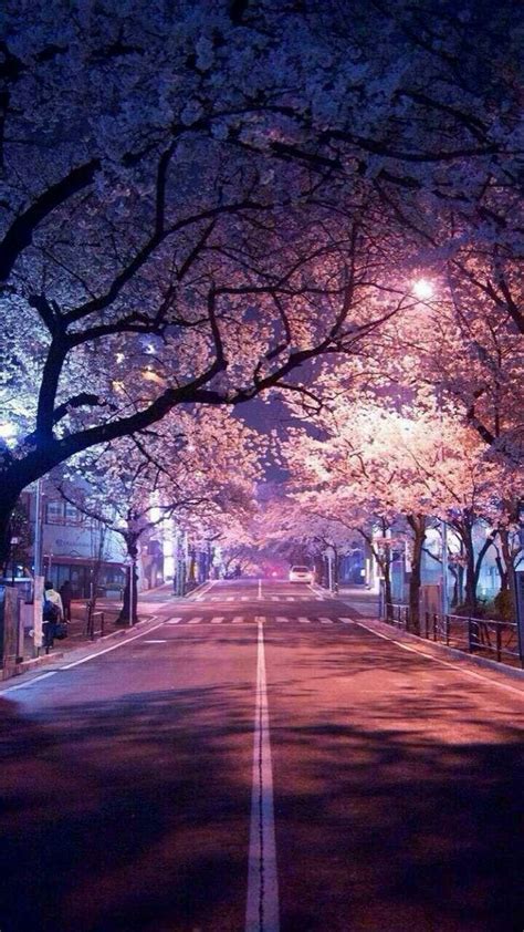 Sakura Night Wallpapers - Wallpaper Cave