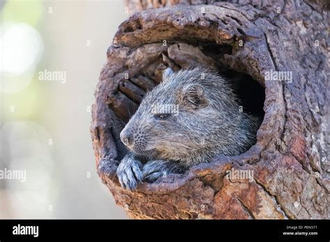 Captive Desmarest's hutia, Capromys pilorides, Cuban hutia, is a ...