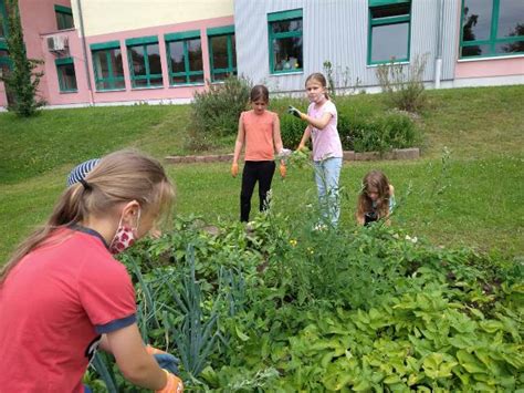 Ernte Tag Der Schulgarten AG Das Regnerische Wetter Der Letzten Zeit