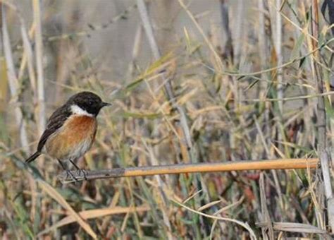 Birdwatching In Egypt