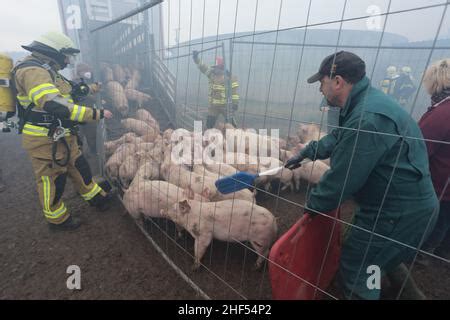 Ballenstedt Deutschland Th Januar Schweine Werden Aus Einer