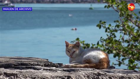 Falta Vigilancia Efectiva Para Detener Abandono De Gatos En El Faro