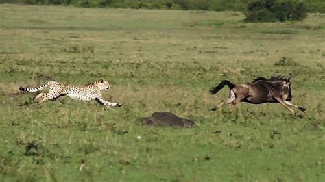 Cheetahs Hunt And Kill A Wildebeest Youtube