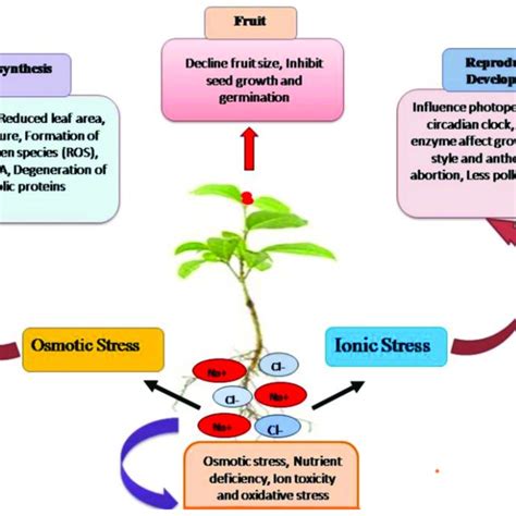 Transduction Of Salinity Stress Osmotic And Ionic Stress In Plants Download Scientific Diagram