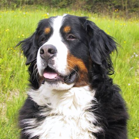 Bernese Mountain Dog Breed Info Pictures And More