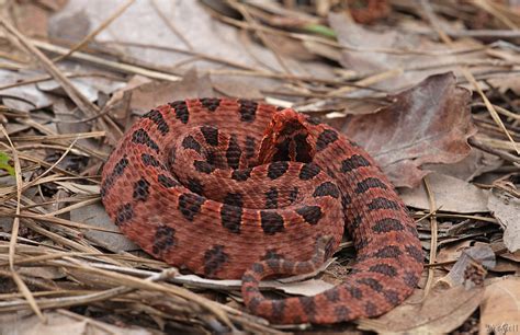 Carolina Pygmy Rattlesnake Sistrurus M Miliarius Flickr