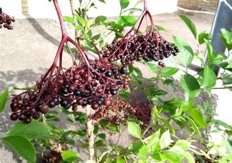 Vlierbes Kopen Vanaf Fruitbomen Net