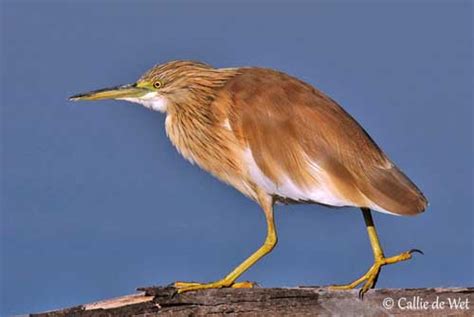 Squacco Heron