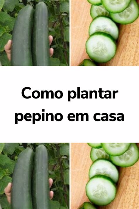 Como Plantar Pepino Em Casa Como Fazer Em Casa Pepino Cultivo De