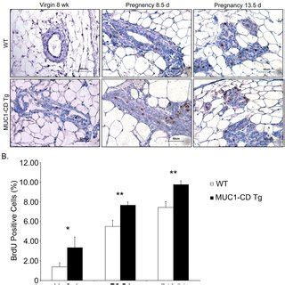 Muc Cd Promotes Cellular Proliferation Of The Mammary Gland A