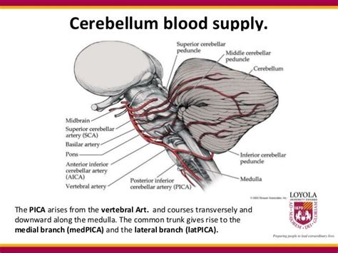 Pica Syndrome Cerebellum Tractyred