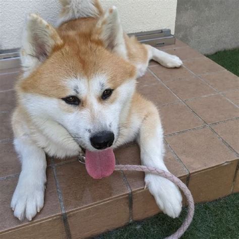 Vendita Cucciolo Akita Inu Da Privato A Bergamo Bellissimi Cuccioli Di