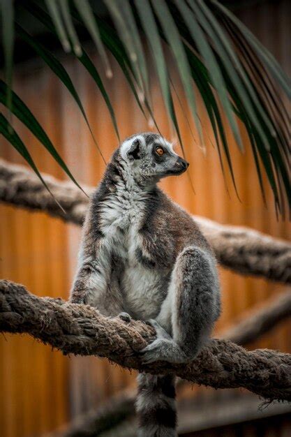 Premium Photo | Close-up of lemur