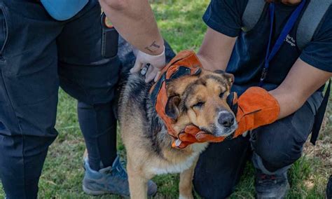 Minera Antucoya 200 animales comunitarios recibirán atención