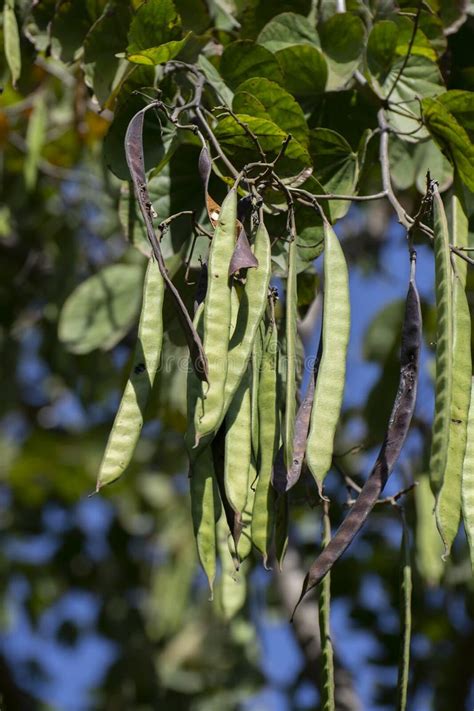 105 Kachnar Tree Stock Photos - Free & Royalty-Free Stock Photos from ...