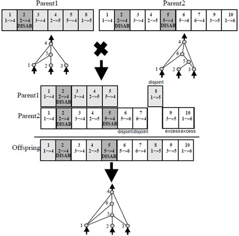 Neural Network Neat Algorithm How To Crossover Disjoint And Excess