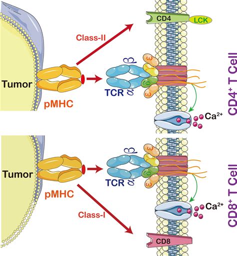 Frontiers Engineered Tcr T Cell Immunotherapy In Anticancer Precision