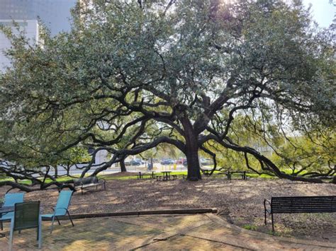 Exploring Louisiana's Bayou and Cajun Country - Active Travel Experiences