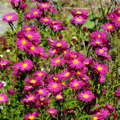 Aster novi-belgii 'Crimson Brocade' (Symphyotrichum novi-belgii ...