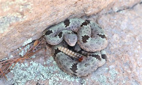 Rock Rattlesnake: Habitat, Diet, and Identification Tips - A-Z Animals