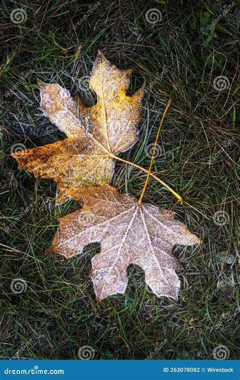 Folhas De Maple Congeladas Em Erva Caule Cruzado Foto De Stock