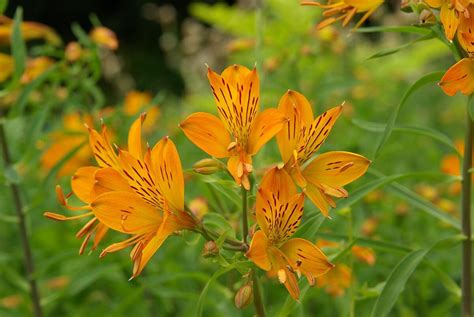 Alstroemeria Aurantiaca