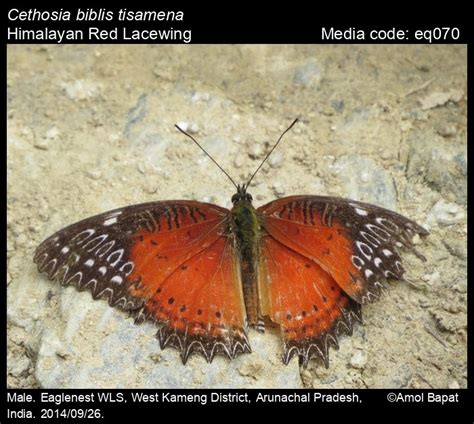 Cethosia Biblis Drury Red Lacewing Butterfly