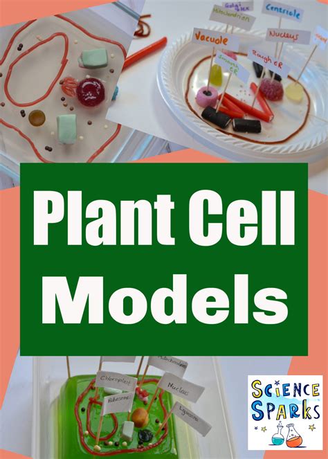 Cell Biology For Kids Easy Plant Cell Model Ideas Science