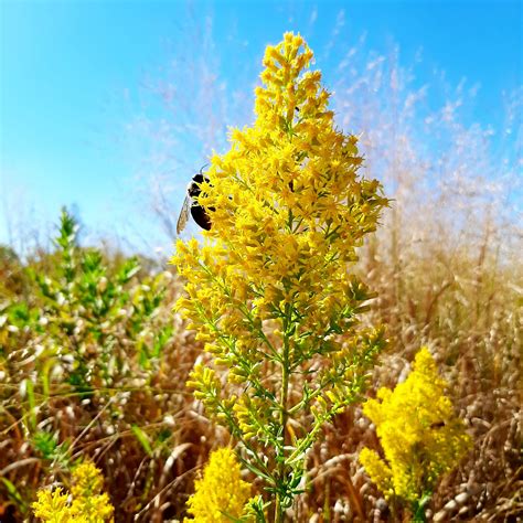 Showy Goldenrod (Solidago speciosa) | Heartland Seed of Missouri, LLC