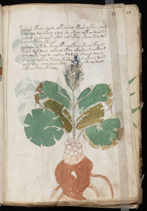 The Voynich Gallery The Complete Manuscript