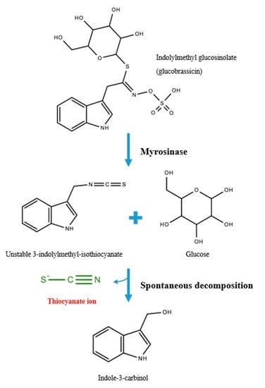 role  thiocyanate  modulating myeloperoxidase activity