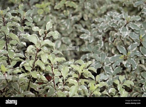 Silver queen plant hi-res stock photography and images - Alamy
