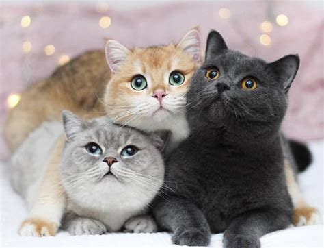 Tres Gatitos De Diferentes Colores Котята Детеныши животных Милые