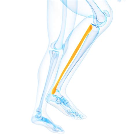 Fibular Notch Of Tibia