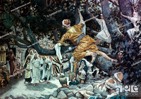 Zacchaeus In The Sycamore Tree James Tissot 1836 1902 French Stock