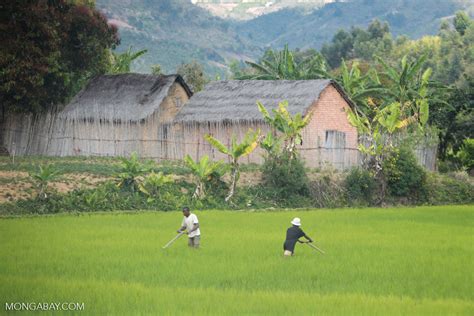 Rice Cultivation In Madagascar Madagascar1672