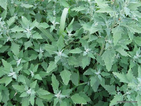 Edible Farm Weeds: White Goosefoot | Josh Fecteau