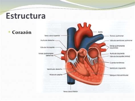 Función Y Estructura Del Sistema Cardiovascular