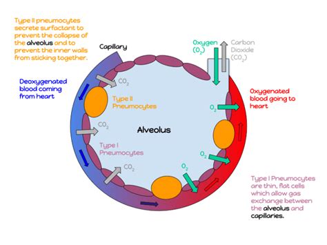 What is the Difference Between Type 1 and Type 2 Alveolar Cells ...