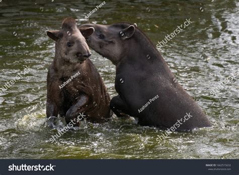 146 Male Tapir 图片、库存照片和矢量图 Shutterstock
