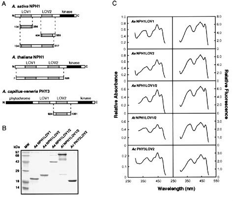 Flavin Mononucleotide | Semantic Scholar